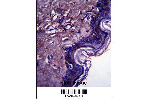 C10orf58 Antibody immunohistochemistry analysis in formalin fixed and paraffin embedded human skin tissue followed by peroxidase conjugation of the secondary antibody and DAB staining. (FAM213A 抗体  (C-Term))