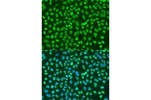 Immunofluorescence (IF) image for anti-Polypyrimidine Tract Binding Protein 1 (PTBP1) (AA 1-100) antibody (ABIN6146371)