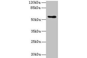 Western blot All lanes: Csad antibody at 12 μg/mL + NIH/3T3 whole cell lysate Secondary Goat polyclonal to rabbit IgG at 1/10000 dilution Predicted band size: 56 kDa Observed band size: 56 kDa (CSAD 抗体  (AA 1-493))