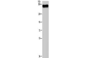 Western Blotting (WB) image for anti-Bromodomain Containing 4 (BRD4) antibody (ABIN2434237) (BRD4 抗体)