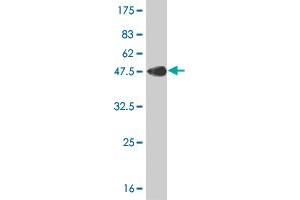 Western Blotting (WB) image for anti-Polymerase (RNA) II (DNA Directed) Polypeptide H (POLR2H) (AA 1-150) antibody (ABIN562310)