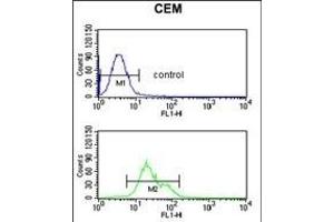 S39A8 Antibody (Center) (ABIN653308 and ABIN2842807) flow cytometric analysis of CEM cells (bottom histogram) compared to a negative control cell (top histogram).