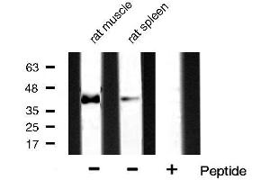 Western Blotting (WB) image for anti-Mitogen-Activated Protein Kinase 14 (MAPK14) antibody (ABIN6263958)