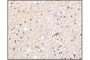 Immunohistochemistry of NADE in human brain tissue with this product at 2 μg/ml. (Nerve Growth Factor Receptor (TNFRSF16) Associated Protein 1 (NGFRAP1) (Middle Region) 抗体)