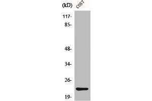 Western Blot analysis of COS7 cells using Cerebellin 4 Polyclonal Antibody (CBLN4 抗体  (C-Term))