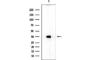 anti-Polymerase (RNA) I Polypeptide C, 30kDa (POLR1C) (Internal Region) antibody
