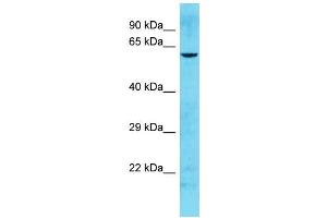 Host: Rabbit Target Name: HHLA1 Sample Type: Hela Whole cell lysates Antibody Dilution: 1. (HHLA1 抗体  (N-Term))