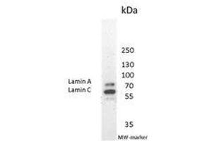 Image no. 2 for anti-Lamin A/C (LMNA) antibody (ABIN959427) (Lamin A/C 抗体)