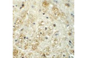 Immunohistochemical staining of mouse brain cells with VASH1 polyclonal antibody  at 5 ug/mL. (VASH1 抗体  (C-Term))