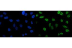 IF analysis of PTBP2 using anti-PTBP2 antibody (ABIN7599454). (PTBP2 抗体  (AA 1-504))