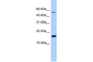 LYZL6 antibody used at 1 ug/ml to detect target protein. (LYZL6 抗体  (N-Term))
