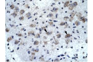 Immunohistochemistry (IHC) image for anti-Potassium Voltage-Gated Channel, Subfamily H (Eag-Related), Member 5 (KCNH5) antibody (ABIN633694)