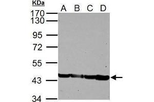 WB Image Sample (30 ug of whole cell lysate) A: NIH-3T3 B: JC C: BCL-1 D: C2C12 10% SDS PAGE antibody diluted at 1:5000 (Actin 抗体)
