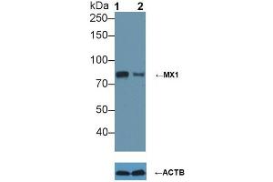 Knockout Varification: ;Lane 1: Wild-type A549 cell lysate; ;Lane 2: MX1 knockout A549 cell lysate; ;Predicted MW: 76kDa ;Observed MW: 80kDa;Primary Ab: 5µg/ml Rabbit Anti-Human MX1 Ab;Second Ab: 0. (MX1 抗体  (AA 80-342))
