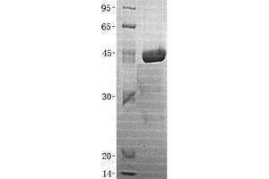 Validation with Western Blot