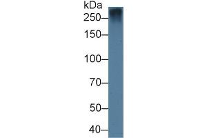 Detection of FBN1 in Rat Lung lysate using Polyclonal Antibody to Fibrillin 1 (FBN1) (Fibrillin 1 抗体  (AA 168-364))