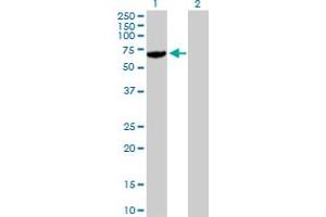 Western Blot analysis of USP14 expression in transfected 293T cell line by USP14 MaxPab polyclonal antibody. (USP14 抗体  (AA 1-494))