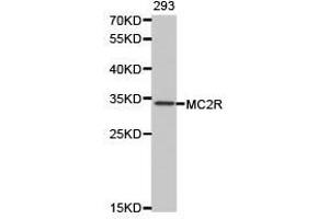 Western Blotting (WB) image for anti-Melanocortin 2 Receptor (Adrenocorticotropic Hormone) (MC2R) antibody (ABIN1873657) (MC2R 抗体)