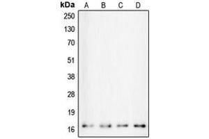 Western blot analysis of Calmodulin expression in HeLa (A), MCF7 (B), Ramos (C), NIH3T3 (D) whole cell lysates. (Calmodulin 1 抗体  (Center))