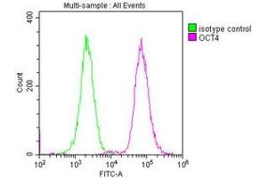 Overlay histogram showing A549 cells stained with ABIN7164068 (red line) at 1:100. (OCT4 抗体  (AA 1-360))
