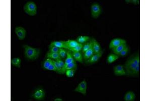 Immunofluorescence (IF) image for anti-Potassium Inwardly-Rectifying Channel, Subfamily J, Member 1 (KCNJ1) (AA 165-379) antibody (ABIN7145017)
