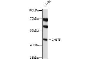 Western blot analysis of extracts of HT-29 cells, using CHST5 antibody (ABIN7266066) at 1:1000 dilution.