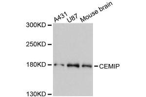 Western blot analysis of extracts of various cell lines, using CEMIP antibody. (CEMIP 抗体  (AA 180-420))