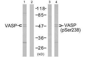 Western blot analysis of extract from NIH/3T3 cells untreated or treated with forskolin (40µM, 30min), using VASP (Ab-238) antibody (E021172, Line 1 and 2) and VASP (phospho-Ser238) antibody (E011158, Line 3 and 4). (VASP 抗体  (pSer238))