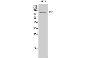 Western Blotting (WB) image for anti-Opioid Growth Factor Receptor (OGFR) (Internal Region) antibody (ABIN3185997) (OGFR 抗体  (Internal Region))