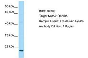 Image no. 1 for anti-DAN Domain Family, Member 5 (DAND5) (C-Term) antibody (ABIN6750049) (DAND5 抗体  (C-Term))