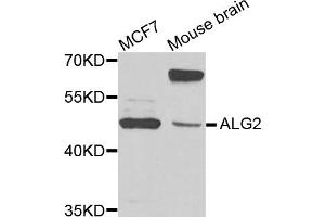 Western blot analysis of extracts of various cell lines, using ALG2 antibody. (ALG2 抗体)
