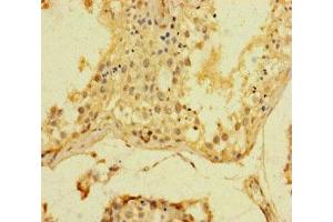 Immunohistochemistry of paraffin-embedded human testis tissue using ABIN7169393 at dilution of 1:100 (SRF 抗体  (AA 57-269))