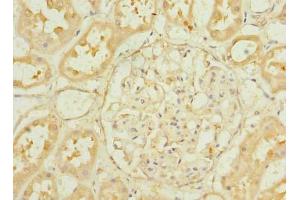 Immunohistochemistry of paraffin-embedded human kidney tissue using ABIN7164746 at dilution of 1:100
