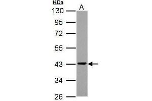 WB Image Sample (30 ug of whole cell lysate) A: NCI-H929 10% SDS PAGE antibody diluted at 1:3000 (ADA 抗体)