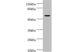 Western blot All lanes: Cryptochrome-2 antibody at 14 μg/mL + HepG2 whole cell lysate Secondary Goat polyclonal to rabbit IgG at 1/10000 dilution Predicted band size: 67, 61 kDa Observed band size: 67 kDa (CRY2 抗体  (AA 434-593))