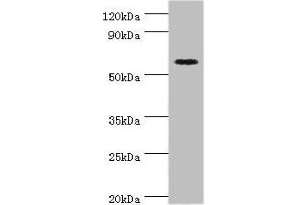 CRY2 Antikörper  (AA 434-593)