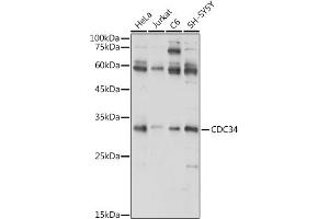 Western blot analysis of extracts of various cell lines, using CDC34 antibody (ABIN6131558, ABIN6138257, ABIN6138258 and ABIN6221114) at 1:1000 dilution. (CDC34 抗体  (AA 1-236))