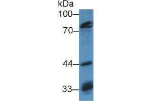 Western Blot; Sample: Human Hela cell lysate; Primary Ab: 3µg/ml Rabbit Anti-Mouse OCT1 Antibody Second Ab: 0. (POU2F1 抗体  (AA 128-391))