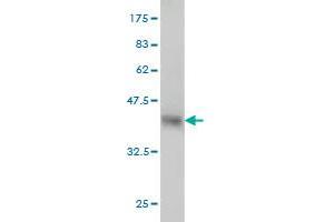 Western Blot detection against Immunogen (35. (FUT10 抗体  (AA 1-92))