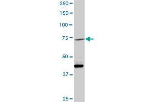 Western Blotting (WB) image for anti-Vascular Cell Adhesion Molecule 1 (VCAM1) (AA 1-739) antibody (ABIN950049)