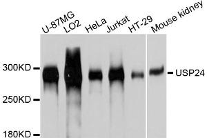 Western blot analysis of extracts of various cell lines, using USP24 antibody (ABIN4905573) at 1:1000 dilution. (USP24 抗体)