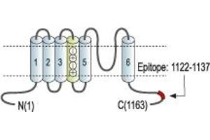Representative domain view of the target of ABIN7043543.