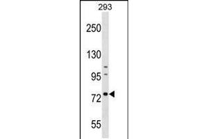 Western blot analysis in 293 cell line lysates (35ug/lane). (RNPEP 抗体  (AA 381-411))