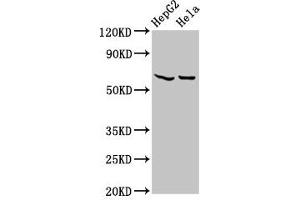 Western Blot Positive WB detected in: HepG2 whole cell lysate, Hela whole cell lysate All lanes: MT-ND5 antibody at 4.