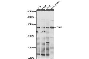 Western blot analysis of extracts of various cell lines, using DGKZ antibody (ABIN7266749) at 1:300 dilution. (DGKZ 抗体  (AA 808-1117))