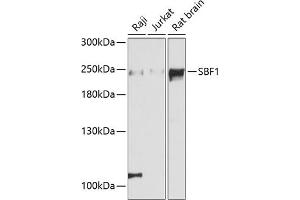 Western blot analysis of extracts of various cell lines, using SBF1 antibody (ABIN6132368, ABIN6147404, ABIN6147405 and ABIN6215954) at 1:3000 dilution.