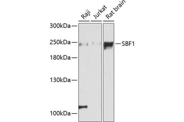 SBF1 Antikörper  (AA 1630-1770)