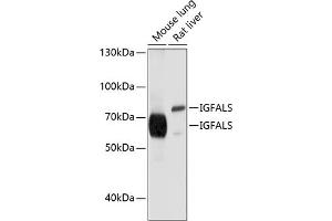 Western blot analysis of extracts of various cell lines, using IGFALS antibody (ABIN6131801, ABIN6142249, ABIN6142250 and ABIN6214387) at 1:1000 dilution. (IGFALS 抗体  (AA 396-605))