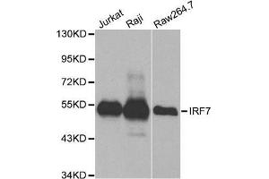 Western blot analysis of extracts of various cell lines, using IRF7 antibody. (IRF7 抗体  (AA 257-516))