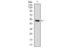 Image no. 4 for anti-Integrin beta 1 (ITGB1) antibody (ABIN1498894) (ITGB1 抗体)